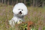 BICHON FRISE 339